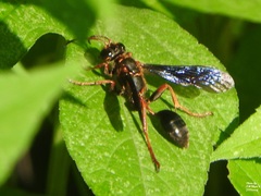 Isodontia exornata