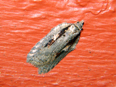 Acleris pulverosana
