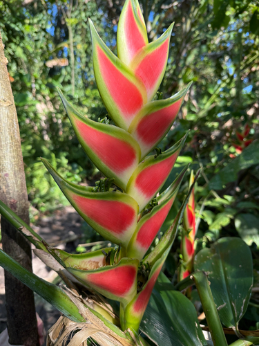 Heliconia wagneriana, photograph 3