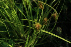 Carex bohemica