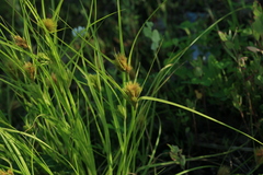 Carex bohemica