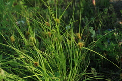Carex bohemica
