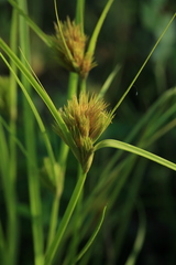 Carex bohemica