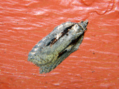 Acleris pulverosana