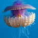 Crowned Jellies - Photo (c) Derek Keats, some rights reserved (CC BY-SA)