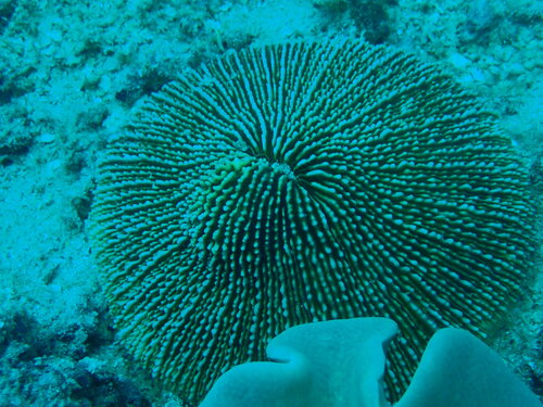 Danafungia scruposa observed 2026-07-22