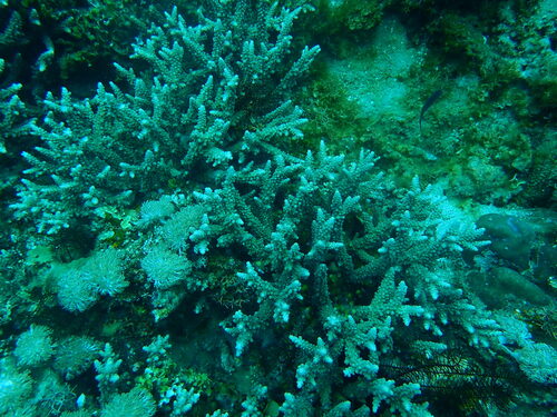 Acropora austera observed 2026-07-22