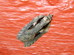Acleris pulverosana