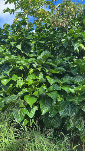 Morinda citrifolia observed 2026-06-24