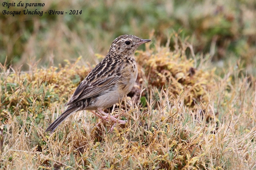 Paramo Pipit