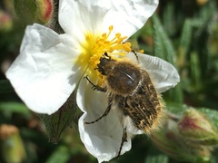 Tropinota squalida