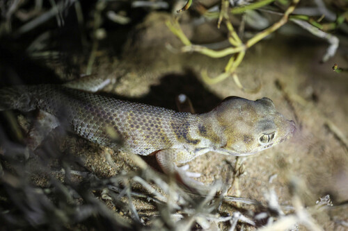 Przewalski's Wonder Gecko, Teratoscincus przewalskii