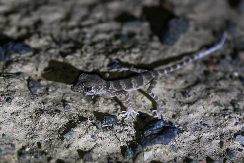 Yangihissar Gecko, Tenuidactylus elongatus