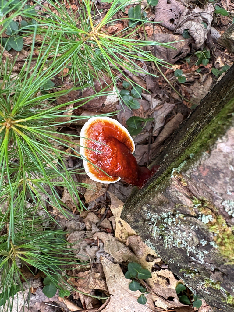 hemlock varnish shelf · July 2026 · photo: Photo: (c) allball003, some rights reserved (CC BY) · iNaturalist