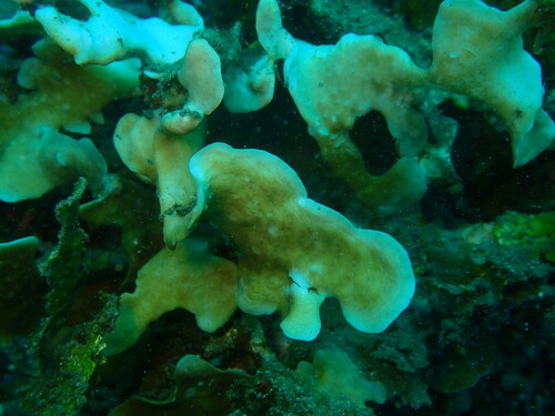 Pavona cactus observed 2026-07-23