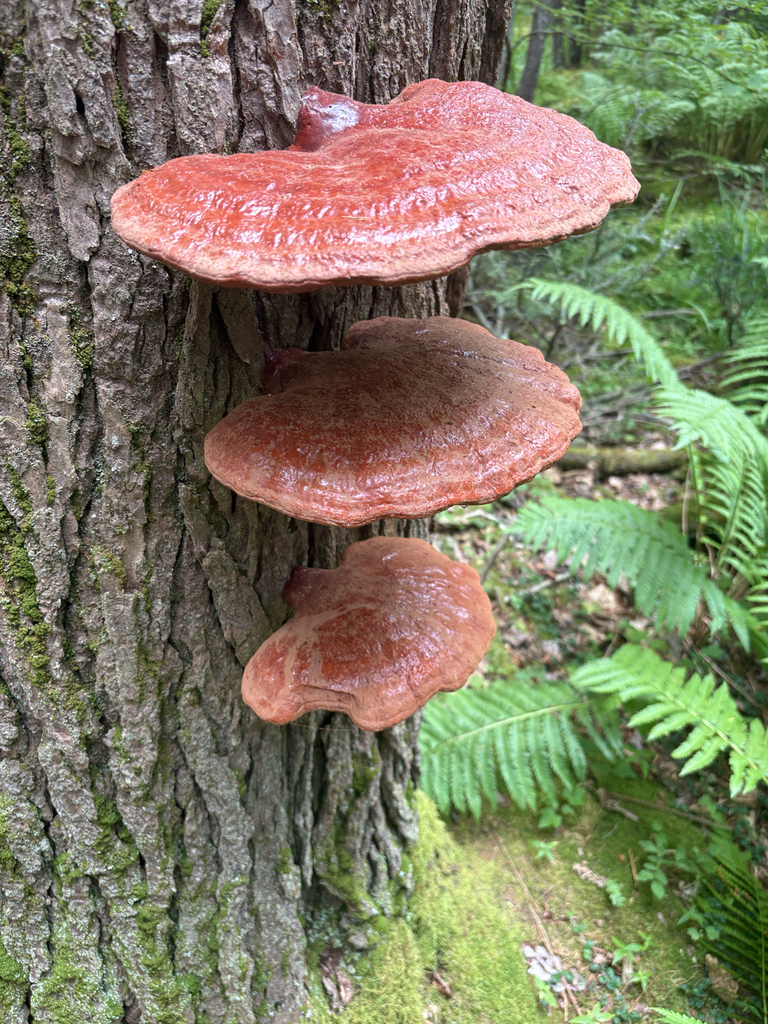 hemlock varnish shelf · July 2026 · photo: Photo: (c) allball003, some rights reserved (CC BY) · iNaturalist