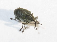 Ceutorhynchus obstrictus