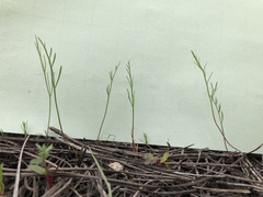 Lomatium cookii