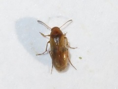 Anaspis maculata