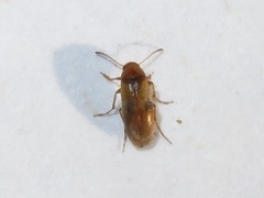 Anaspis maculata