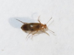 Anaspis maculata