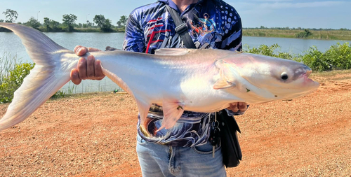 Mekong Giant Catfish