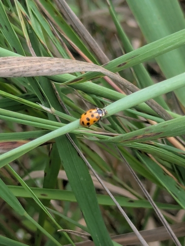 Thirteen-spotted Lady Beetle