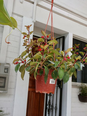 Nematanthus
