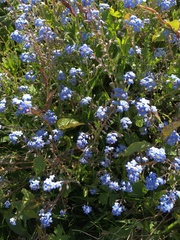 Myosotis arvensis