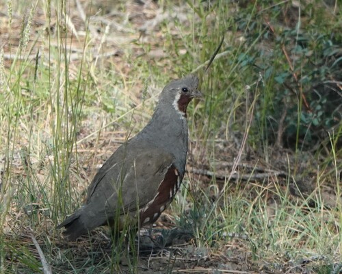 iNaturalist observation photo of Mountain Quail