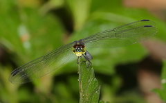 Agrionoptera longitudinalis biserialis