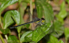Agrionoptera longitudinalis biserialis
