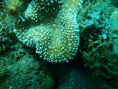 Lobophyllia robusta observed 2026-07-24
