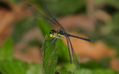Agrionoptera longitudinalis biserialis