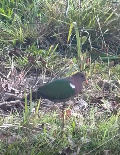 Pacific Emerald Dove