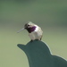 Black-chinned × Calliope Hummingbird - Photo (c) Curtis Mahon, some rights reserved (CC BY-NC), uploaded by Curtis Mahon