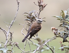 Ochthoeca fumicolor