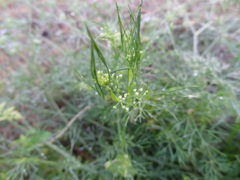 Spermolepis divaricata