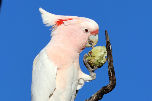 Western Pink Cockatoo