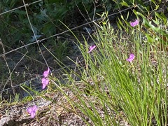 Callisia ornata