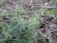 Spermolepis divaricata