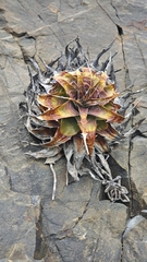 Deuterocohnia chrysantha, photograph (c) don chululo, some rights reserved (CC BY-SA)