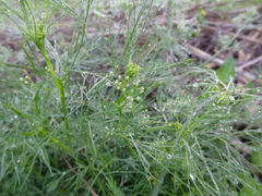 Spermolepis divaricata
