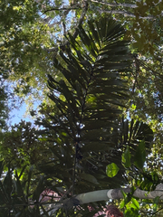 Socratea exorrhiza, photograph author not stated, no rights reserved