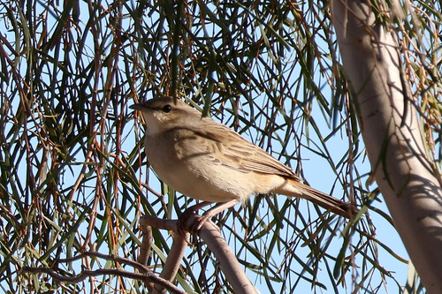 Rufous Songlark