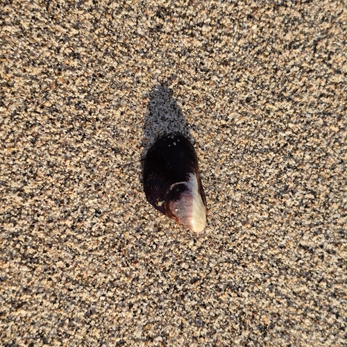 Modiolus capax, 2026-07-28