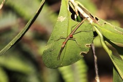 Lonchodidae
