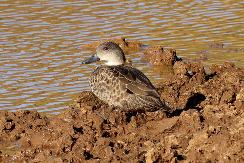 Grey Teal