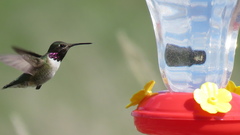 Archilochus alexandri × Selasphorus calliope