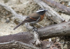 Ochthoeca rufipectoralis